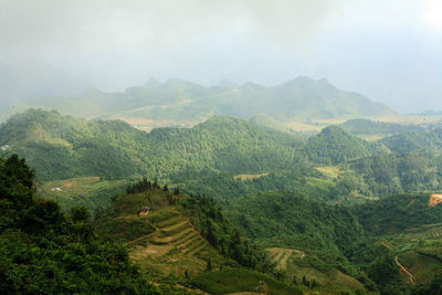 Scenic view of vineyard against sky