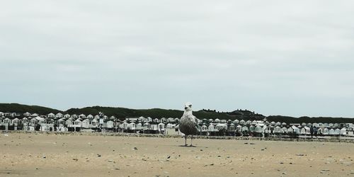 View of seagulls on beach