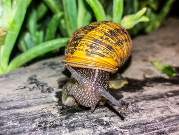 Close-up of snail