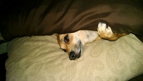 Dog resting on sofa