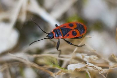 Close-up of ladybug on leaf