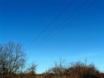 Low angle view of trees against clear blue sky