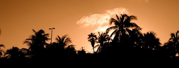 Low angle view of silhouette palm trees against sky