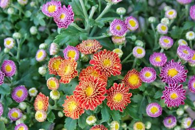 Close-up of purple flowering plants