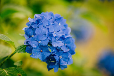 Close-up of purple flower