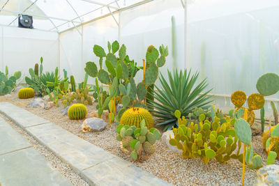 Potted plants in greenhouse