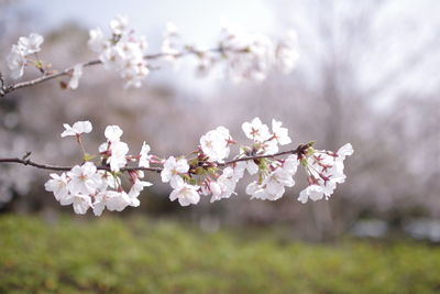 Close-up of white cherry blossom tree