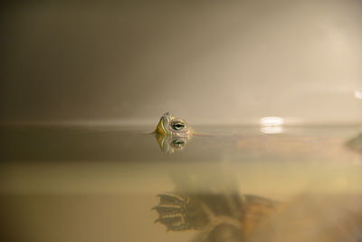 Close-up of turtle swimming in sea