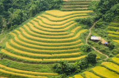 Scenic view of agricultural field