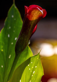 Close-up of red rose flower