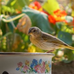 Close-up of bird perching on a plant