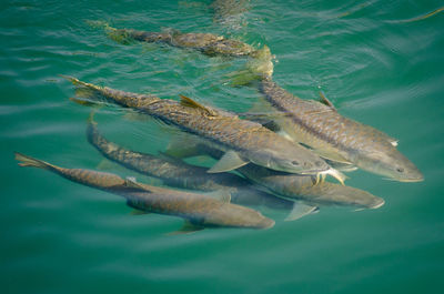 High angle view of fish swimming in sea