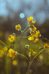 Close-up of yellow flowering plant