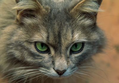 Close-up portrait of a cat