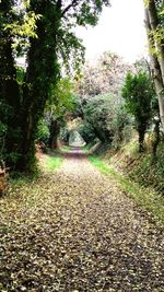 Footpath leading to forest