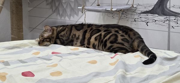 animal