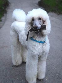 Portrait of dog sitting on road