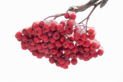 Close-up of red berries against white background