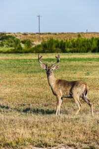 Portrait of deer standing on grassy field against clear sky