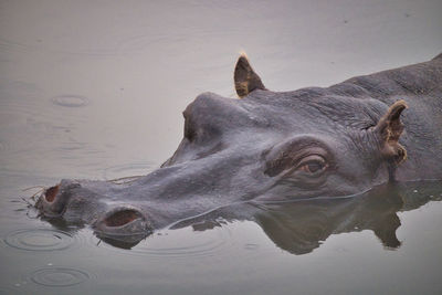 Close up of hippo head in the water