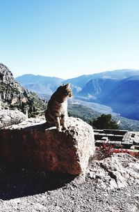 View of a horse on mountain against clear sky