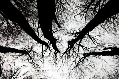 Low angle view of bare trees against sky