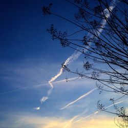 Low angle view of bare trees against blue sky