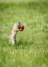 Side view of gopher eating fruit