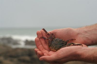 Close-up of hand holding leaf at beach against sky