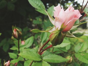 Close-up of pink rose