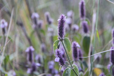 Close-up of purple flowering plant on field