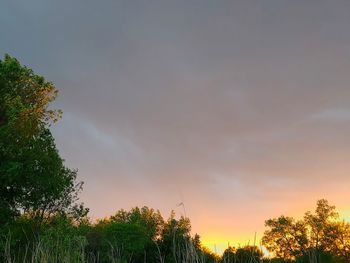 Low angle view of trees against sky during sunset