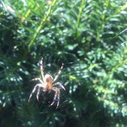 Close-up of spider web