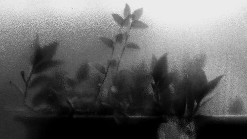 Plants seen through glass window