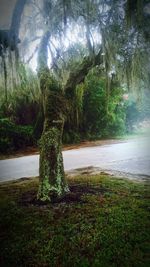 Trees growing in park