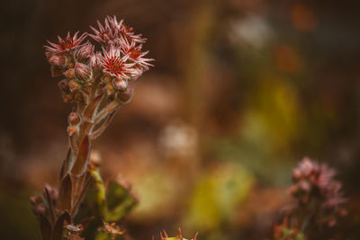 Close-up of wilted plant