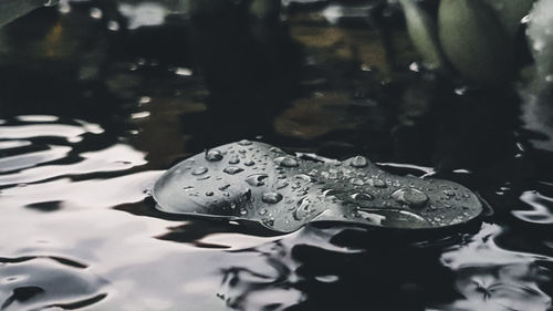 High angle view of wet leaf floating on water