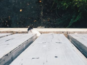 Close-up of bird perching on wood