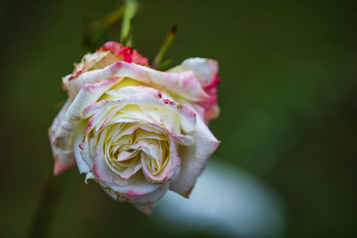 Close-up of rose