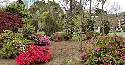 Pink flowering plants in park