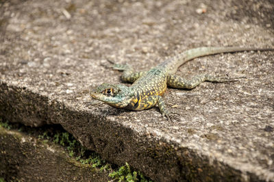 Close-up of lizard on rock