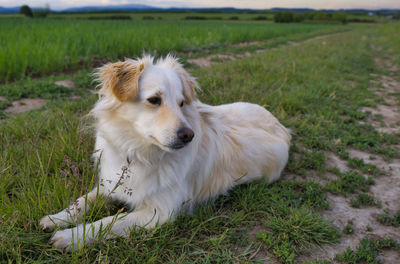 View of a dog on field