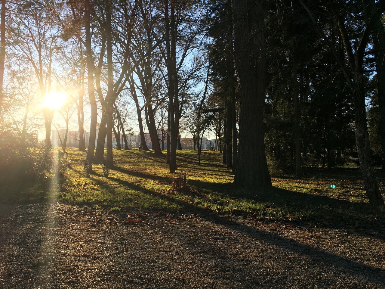 tree, sunlight, nature, sun, sunbeam, growth, beauty in nature, tranquility, outdoors, no people, tranquil scene, scenics, sky, day