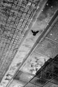 High angle view of horse against sky