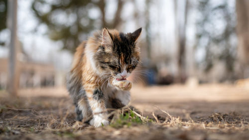 Portrait of a cat on field