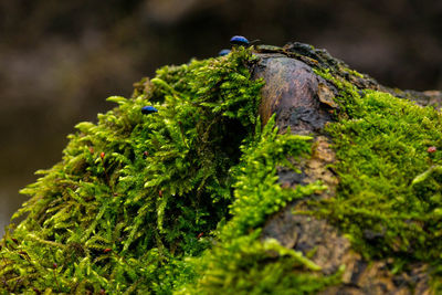 Close-up of blue beetles on moss growing on wood