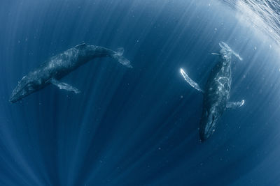 Humpback whale family, wide angle