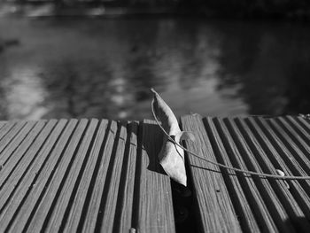 Close-up of bird on metal railing