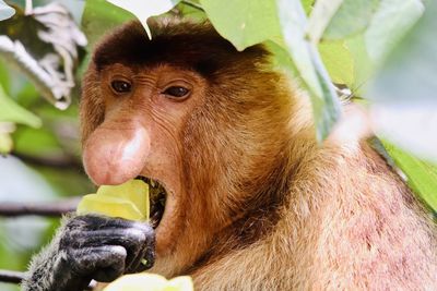 Close-up of monkey eating plant in zoo