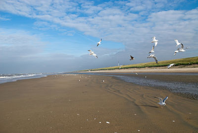 Seagulls flying over beach